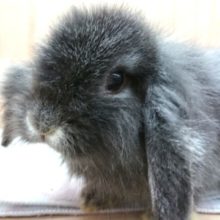 マイペースーー　ロップイヤー　女のコです☆