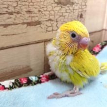 めちゃくちゃｷﾚｲなスパングル！　セキセイインコ　2021　２月２８日
