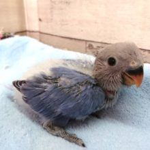 上品☆☆☆　コザクラインコ　ブルーオパーリン　2021　２月２８日