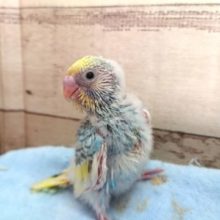 人気上昇中！！～～セキセイインコ　レインボーパイド　2021　２月２８日