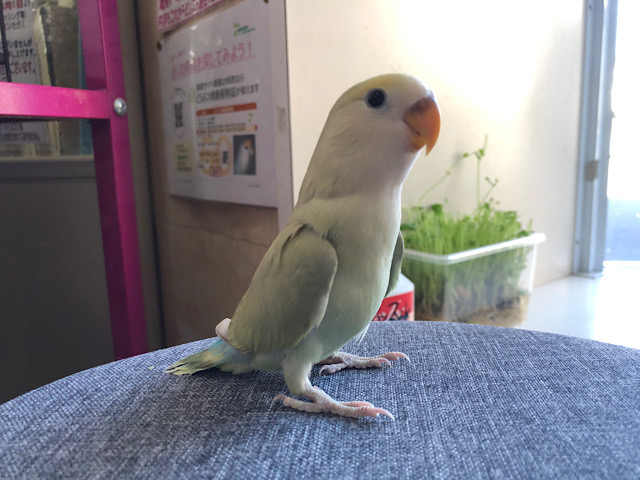 コザクラインコ（小桜インコ）