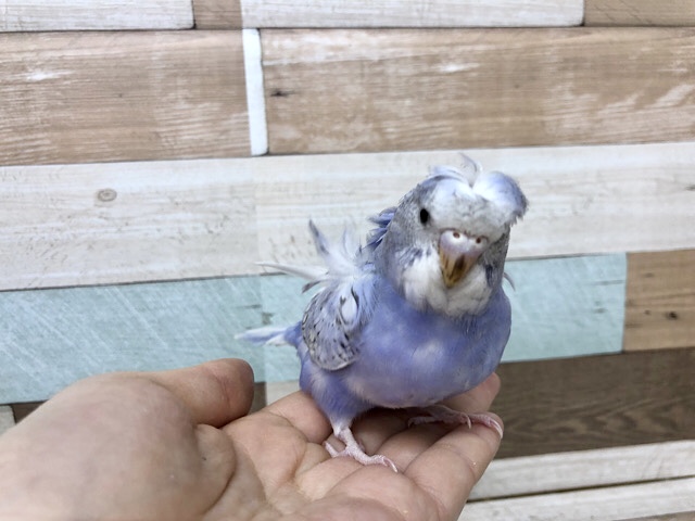 羽衣セキセイインコ