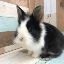 白黒のライオン？？ライオンラビットちゃん♥♡