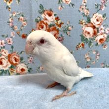 てのりマメルリハ  アルビノ  2月20日