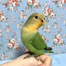 コザクラインコ  オレンジフェイス  2月11日