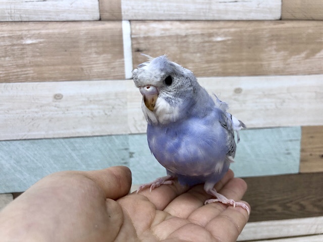 羽衣セキセイインコ