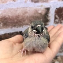 超ホヤホヤ最新画像☆お早めに〜！人気の桜文鳥ヒナ♪