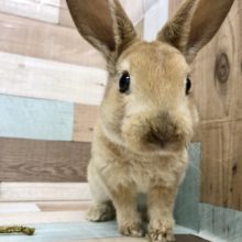 なでなですると固まります！？ミニレッキス(オレンジ)