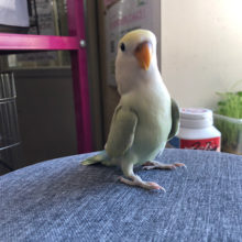 淡色の美人さん♡コザクラインコ(シナモン)