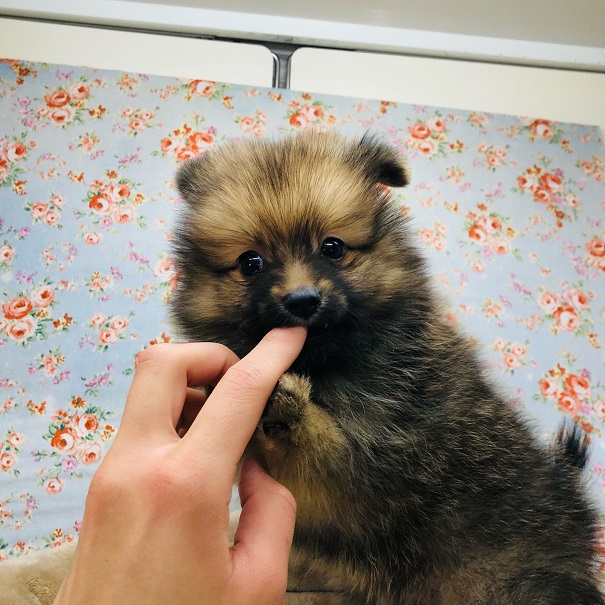 ポメラニアン