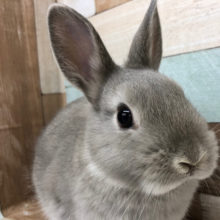 穏やかな優男〜！ネザーランドドワーフくん(グレー)