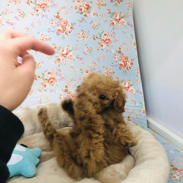 元気いっぱいなのが取柄です☆トイプーくんが来たよ~!! トイプードル