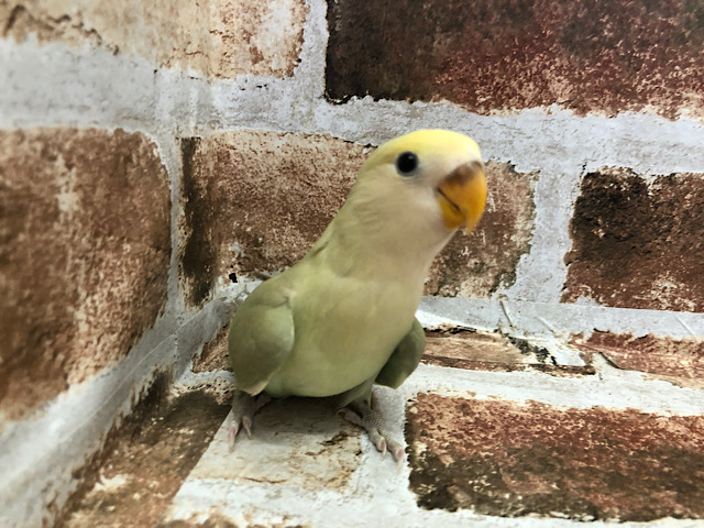 コザクラインコ（小桜インコ）