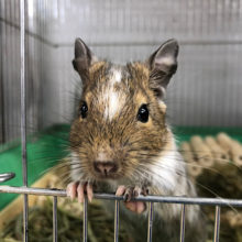 可愛い子が寄ってくる〜♪デグーちゃん(パイド)