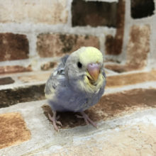 超ホヤホヤ最新画像☆ちょいと控えめ？な巻きっぷり～羽衣セキセイインコ～