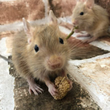 可愛すぎて困ります(T_T)サンドデグーくん