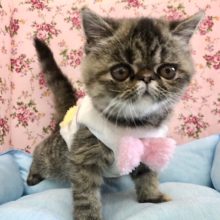 可愛すぎ要注意！！まん丸お顔のエキゾチックちゃん♡