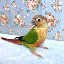 てのりウロコインコ  パイナップル×ダイリュートのハーフ  2月23日