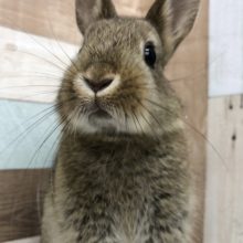 超ホヤホヤ最新画像☆可愛いビビりちゃん♥ネザーランドドワーフちゃん(チェスナット)