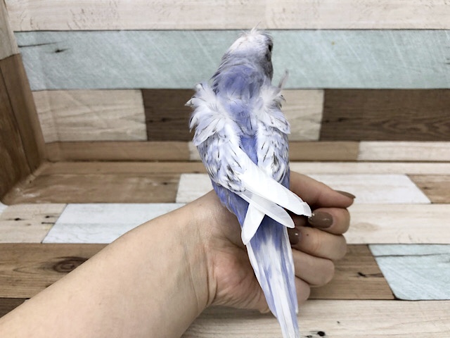 羽衣セキセイインコ