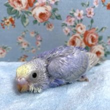 セキセイインコ  パステルレインボーライラック  2月1日