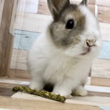 ポリポリよく食べる美人さん♥ネザーランドドワーフ〜！