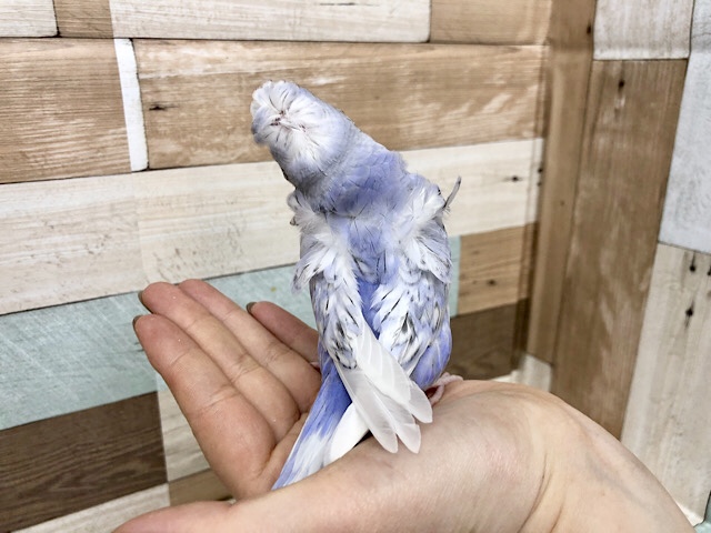 羽衣セキセイインコ