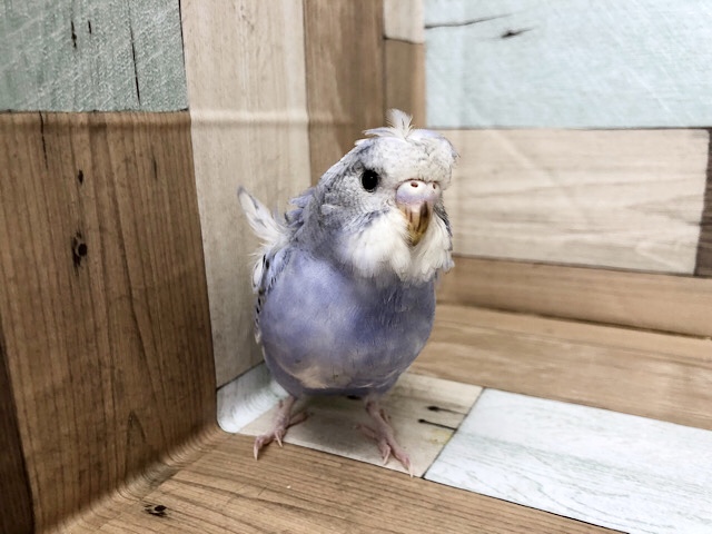 羽衣セキセイインコ