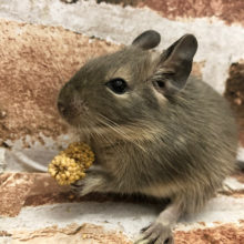 パイド風？な可愛いボーイ♥デグーくん(ブルー)