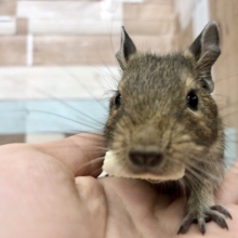 可愛さにやられます・・・デグーくん(ノーマル)