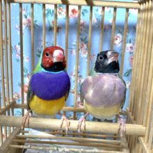 コキンチョウ  ノーマル  ペア  2月18日