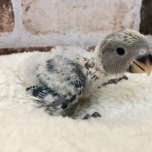 ワタワタがチャームポイント♥コザクラインコヒナ(ブルーチェリー)