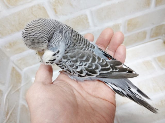 ジャンボセキセイインコ