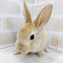 小さなミニレッキス（オレンジ）がやって来ました！