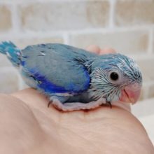 小さな小さな青い鳥　マメルリハ☆ブルー　2021年02月20日