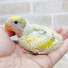 カラフル～色彩豊か！小桜インコ☆タイガーチェリー　2021年02月20日