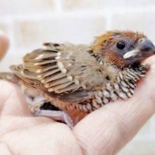 レア種を手乗りにできるかも？？？大一紅鳥　2021年02月28日