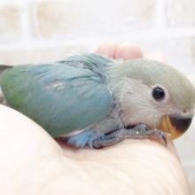 青い子　小桜インコ☆ブルーチェリー　2021年02月28日