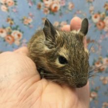 デグー（ノーマル）女の子　２０２０年１１月生まれ