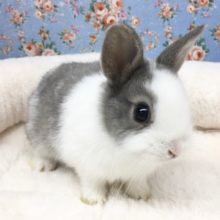 ネザーランドドワーフラビット（グレー系）男の子　２０２０年１２月生まれ