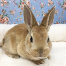 レッキスラビット（オレンジ）女の子　２０２１年１月生まれ