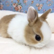 ドワーフラビット（オレンジ系）男の子　２０２０年１２月生まれ