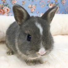ドワーフラビット（グレー系）女の子　２０２０年１２月生まれ