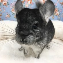 チンチラ（グレー）女の子　２０２０年１１月生まれ　A