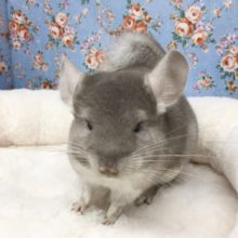 チンチラ（シナモン）男の子　２０２０年１１月生まれ