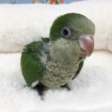 オキナインコ（ノーマル）２０２０年１２月生まれ