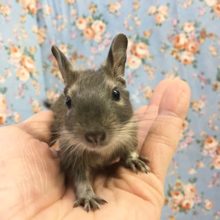 デグー（ブルー）女の子　２０２０年１２月生まれ