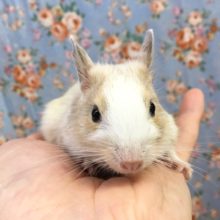 デグー（サンドスーパーパイド）女の子　２０２０年１２月生まれ