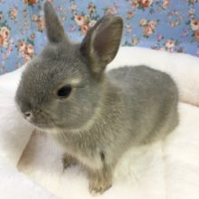 ネザーランドドワーフラビット（ブルー系）女の子　２０２０年１月生まれ