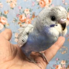 羽衣セキセイインコ　２０２１年１月生まれ